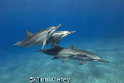 Spinner dolphin STENELLA LONGIROSTRIS in Kona, Hawaii by Tom Carey 